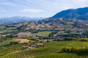 I Quaderni di WineNews - Il Verdicchio delle Marche
