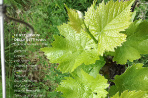 I Vini di WineNews - N. 1