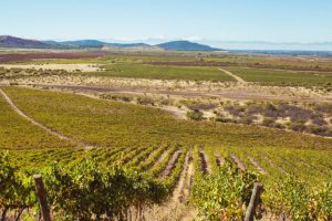 Riciclare al 100% &egrave; difficile ma possibile: Concha y Toro l&rsquo;ha fatto e ora alza l&rsquo;asticella