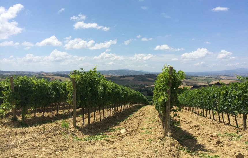 I vigneti del Morellino di Scansano