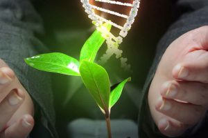 La Ue verso una nuova normativa per piante e alimenti da mutagenesi e cisgenesi. Il no di Slow Food