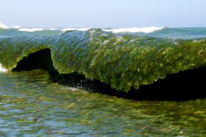 Un&rsquo;alternativa all&rsquo;uso di rame in viticoltura? Sono le alghe, sperimentate in Francia per 3 anni