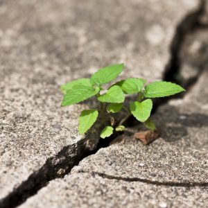 La cementificazione e il degrado cancellano ogni anno 1,2 miliardi di euro di cibo in Italia