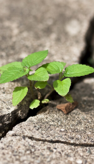 La cementificazione e il degrado cancellano ogni anno 1,2 miliardi di euro di cibo in Italia