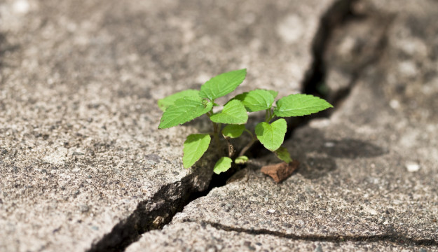 La cementificazione e il degrado cancellano ogni anno 1,2 miliardi di euro di cibo in Italia