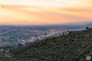 L&rsquo;ininterrotta &ldquo;Fascia olivata Assisi-Spoleto&rdquo; primo sito italiano nella lista del Giahs Fao