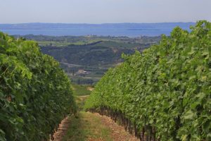 Un marchio (e un decalogo) per l&rsquo;enoturismo di qualit&agrave;: ecco il &ldquo;The Grand Wine Tour&rdquo;