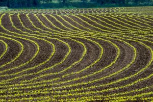 Agricoltura, torna a crescere la produzione nel 2018. Vino sempre superstar