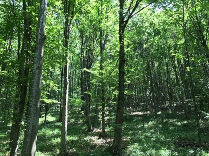 Genagricola torna ad investire in silvicoltura