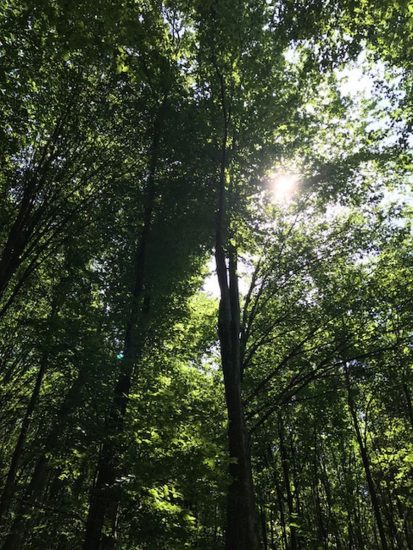 Genagricola torna ad investire in silvicoltura