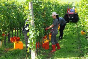 Con l&rsquo;ok all&rsquo;emendamento del Dl Dignit&agrave;, tornano i voucher, dopo la loro abrogazione nel 2017