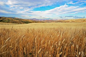 I fondi destinati all’agricoltura dal Piano Nazionale di Rilancio e Resilienza (Pnrr)