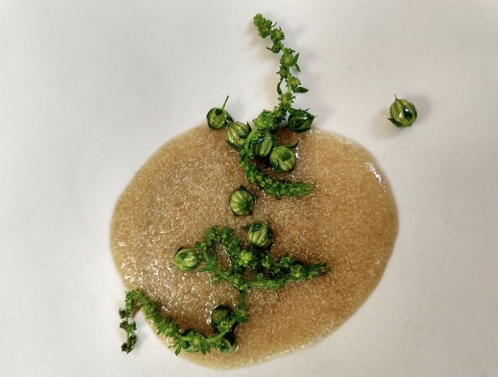 I Semi: amaranto, girasole, bieta e lino