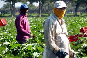 In Italia nel 2021 sono stati 230.000 i lavoratori irregolari nei campi, secondo Flai Cgil In Italia nel 2021 sono stati 230.000 i lavoratori irregolari nei campi, secondo Flai Cgil