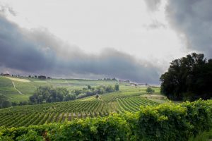 Gestione del rischio in agricoltura 10,3 miliardi i valori assicurati nel 2023, in testa l’uva da vino