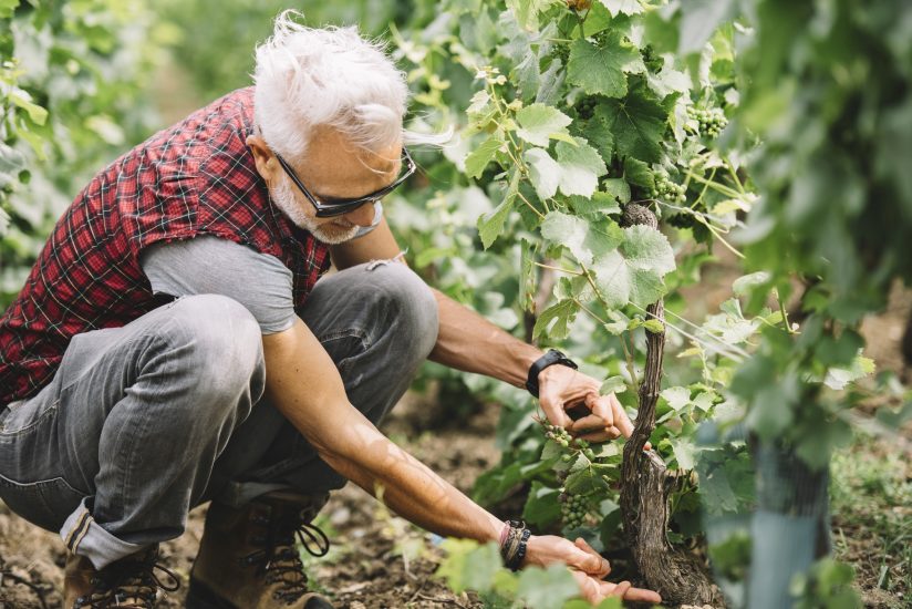Tra i vigneti di Champagne