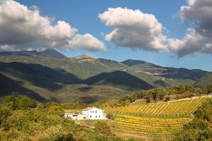 I campioni del vino: affari a 6,2 miliardi di euro, in 19 sopra i 100 milioni di euro di fatturato I campioni del vino: affari a 6,2 miliardi di euro, in 19 sopra i 100 milioni di euro di fatturato