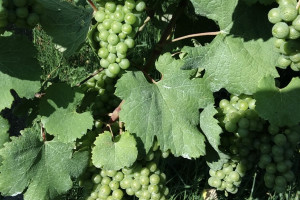 Dal Presidente della Repubblica Mattarella, all&rsquo;uva Mattarella: la storia curiosa del vitigno veneto