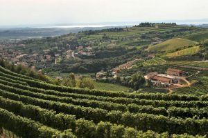 Il Ministro Centinaio domani al Consorzio della Valpolicella, il territorio guarda alla vendemmia Il Ministro Centinaio domani al Consorzio della Valpolicella, il territorio guarda alla vendemmia
