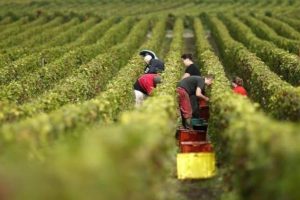 Vendemmia 2018 verso la normalità, ma giacenze in forte calo: -23% sul 2017 Vendemmia 2018 verso la normalità, ma giacenze in forte calo: -23% sul 2017