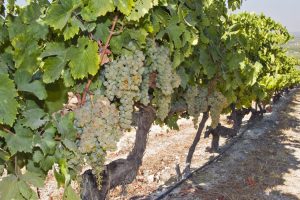 In Spagna la vendemmia &egrave; iniziata, e si parla gi&agrave; di numeri: produzione a 43 milioni di ettolitri