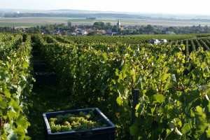 La vendemmia &egrave; alle porte: il Comit&eacute; Champagne definisce le rese 2018 in linea con clima e mercato