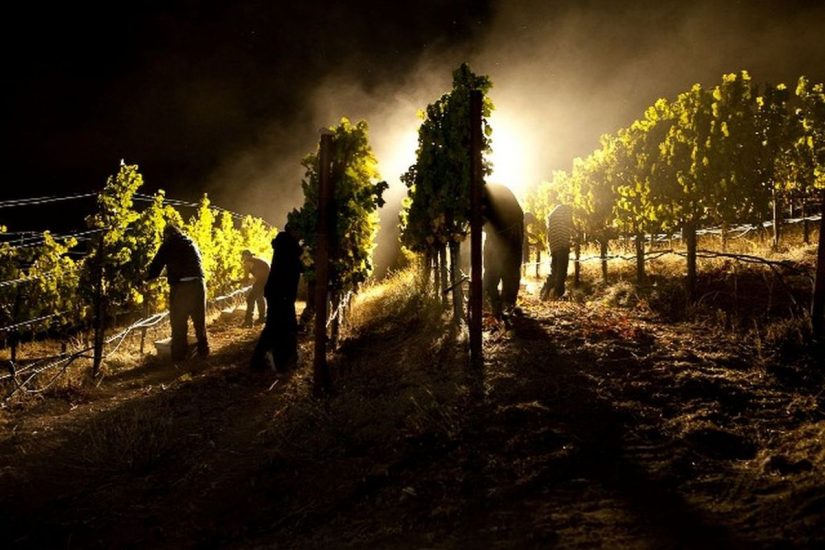 In alto i calici nelle cantine e nelle città di tutta Italia