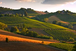 Grande il Verdicchio fra i grandi d'Italia, territorio che merita ancor più...