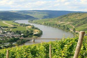 Caldo record in Germania: la vendemmia comincia il 6 agosto, mai cos&igrave; presto nella storia teutonica