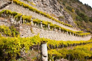 La viticoltura eroica chiede un cambio di passo, tra sostegni specifici e attuazione delle leggi