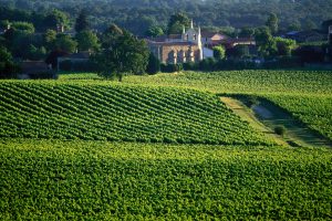 Bordeaux, due terzi delle superfici vitate espiantate dedicate a imboschimento e riposo Bordeaux, due terzi delle superfici vitate espiantate dedicate a imboschimento e riposo