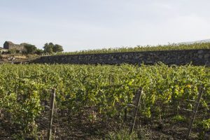 Farinetti on Etna: joint venture, Borgogno and Tornatore buy Villa dei Baroni