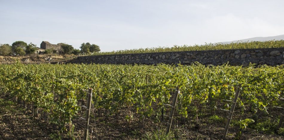 I vigneti di Villa dei Baroni, acquisita da Borgogno di Oscar Farinetti insieme a Tornatore, sull’Etna