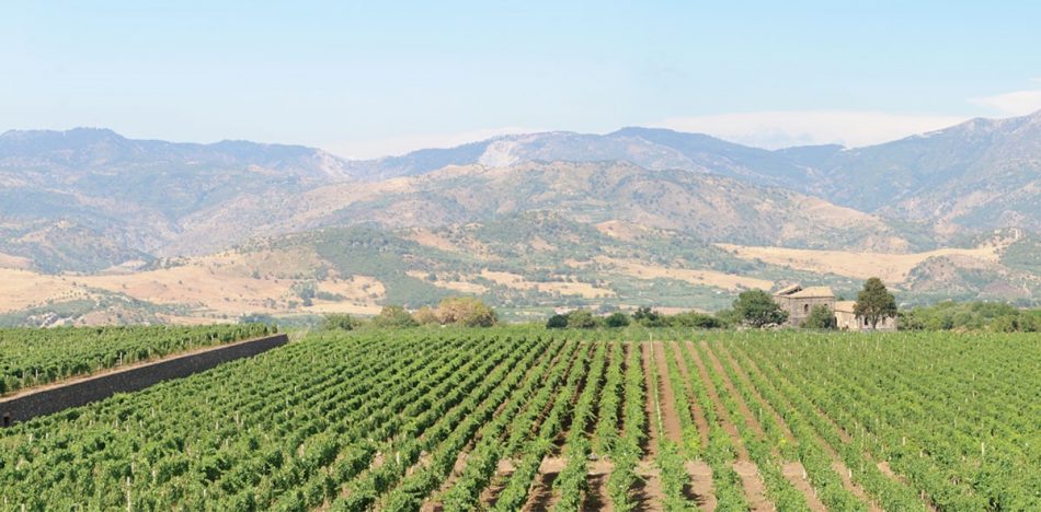 I vigneti di Villa dei Baroni, acquisita da Borgogno di Oscar Farinetti insieme a Tornatore, sull’Etna