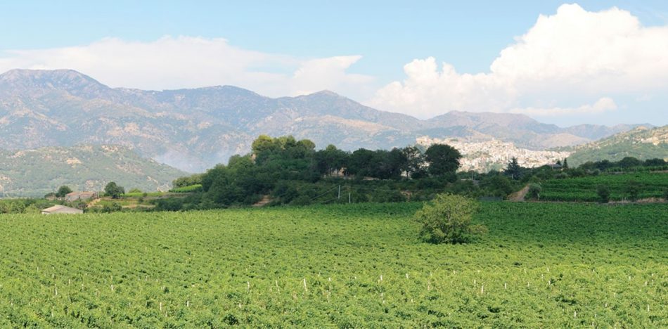 I vigneti di Villa dei Baroni, acquisita da Borgogno di Oscar Farinetti insieme a Tornatore, sull’Etna