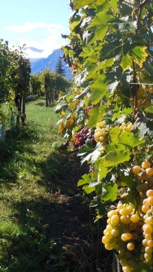 Gli studi della Fondazione Edmund Mach sulla vite selvatica