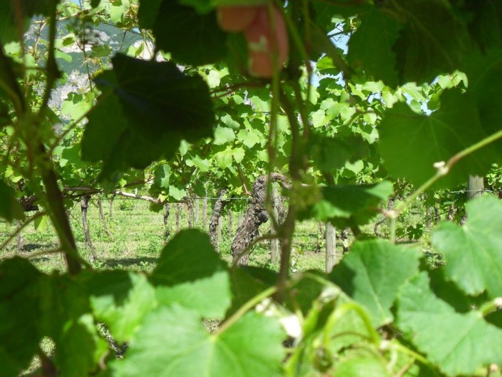 Gli studi della Fondazione Edmund Mach sulla vite selvatica