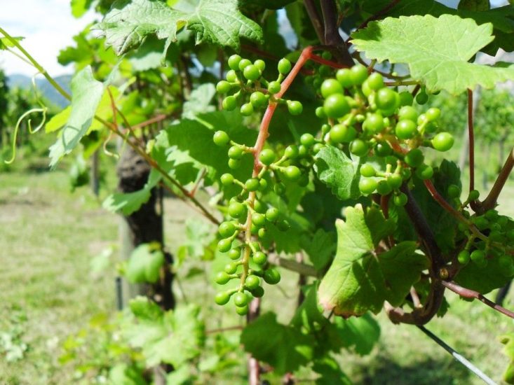 Gli studi della Fondazione Edmund Mach sulla vite selvatica