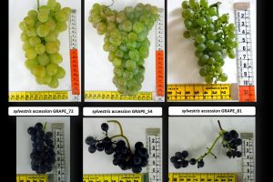 Dalla vite selvatica la risposta ai cambiamenti climatici che minacciano la viticoltura