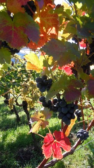 Gli studi della Fondazione Edmund Mach sulla vite selvatica