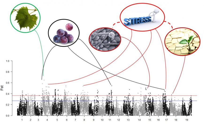 Gli studi della Fondazione Edmund Mach sulla vite selvatica