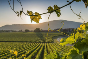 I Quaderni di WineNews - La Franciacorta