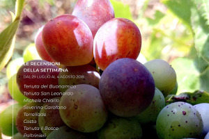 I Vini di WineNews - N. 8