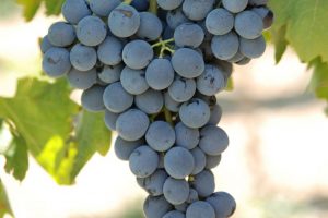 Stop al Nero d’Avola made in Australia venduto nell’Unione Europea: intervento dell’Icqrf Stop al Nero d’Avola made in Australia venduto nell’Unione Europea: intervento dell’Icqrf