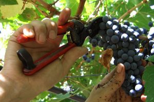 Agricoltura e voucher, tutti d&rsquo;accordo, da Agrinsieme a Coldiretti: &ldquo;bene Di Maio e Centinaio&rdquo;