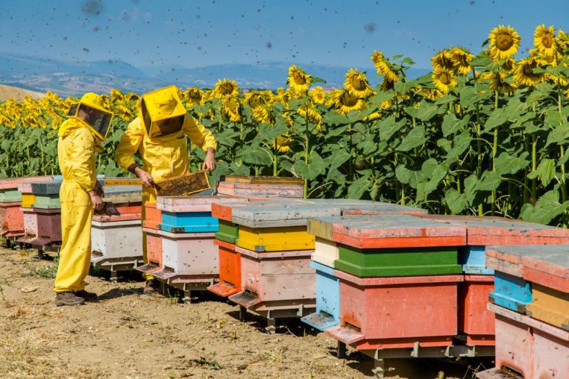 Senza le api la vita sulla Terra crollerebbe