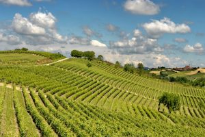 “Vite!”, debutta il docufilm che racconta le Langhe Roero e Monferrato Unesco di Tiziano Gaia