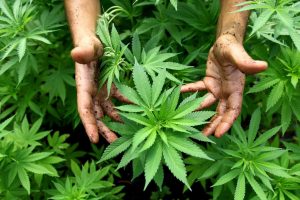 Finanziaria, ecco l’emendamento che salva la cannabis light (ed un settore da 40 milioni di euro) Finanziaria, ecco l’emendamento che salva la cannabis light (ed un settore da 40 milioni di euro)