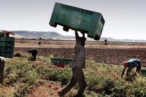 Caporalato e lavoro sommerso, una piaga dell’agricoltura e della viticoltura italiana Caporalato e lavoro sommerso, una piaga dell’agricoltura e della viticoltura italiana