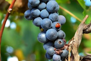 Sustainability in wine in Italy: many do it, but fewer communicate it well Sustainability in wine in Italy: many do it, but fewer communicate it well